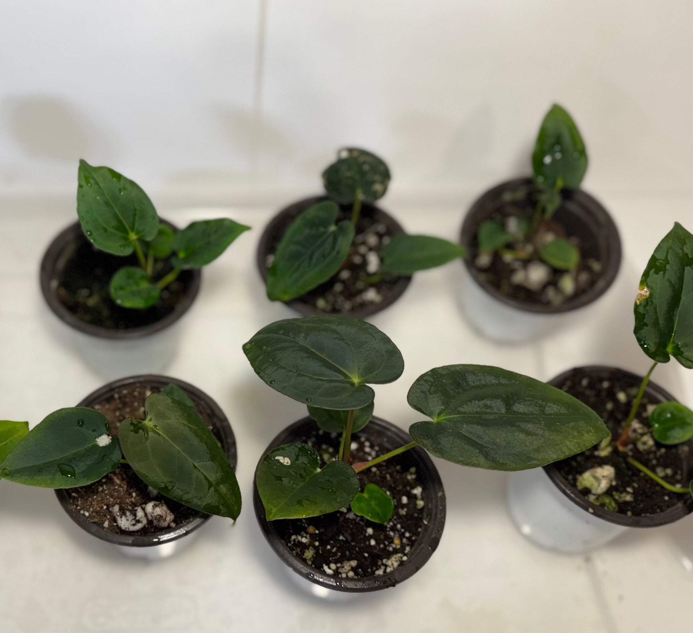 Anthurium Papi FS x RL x Forgetii dark *Multiples Available Ramdom