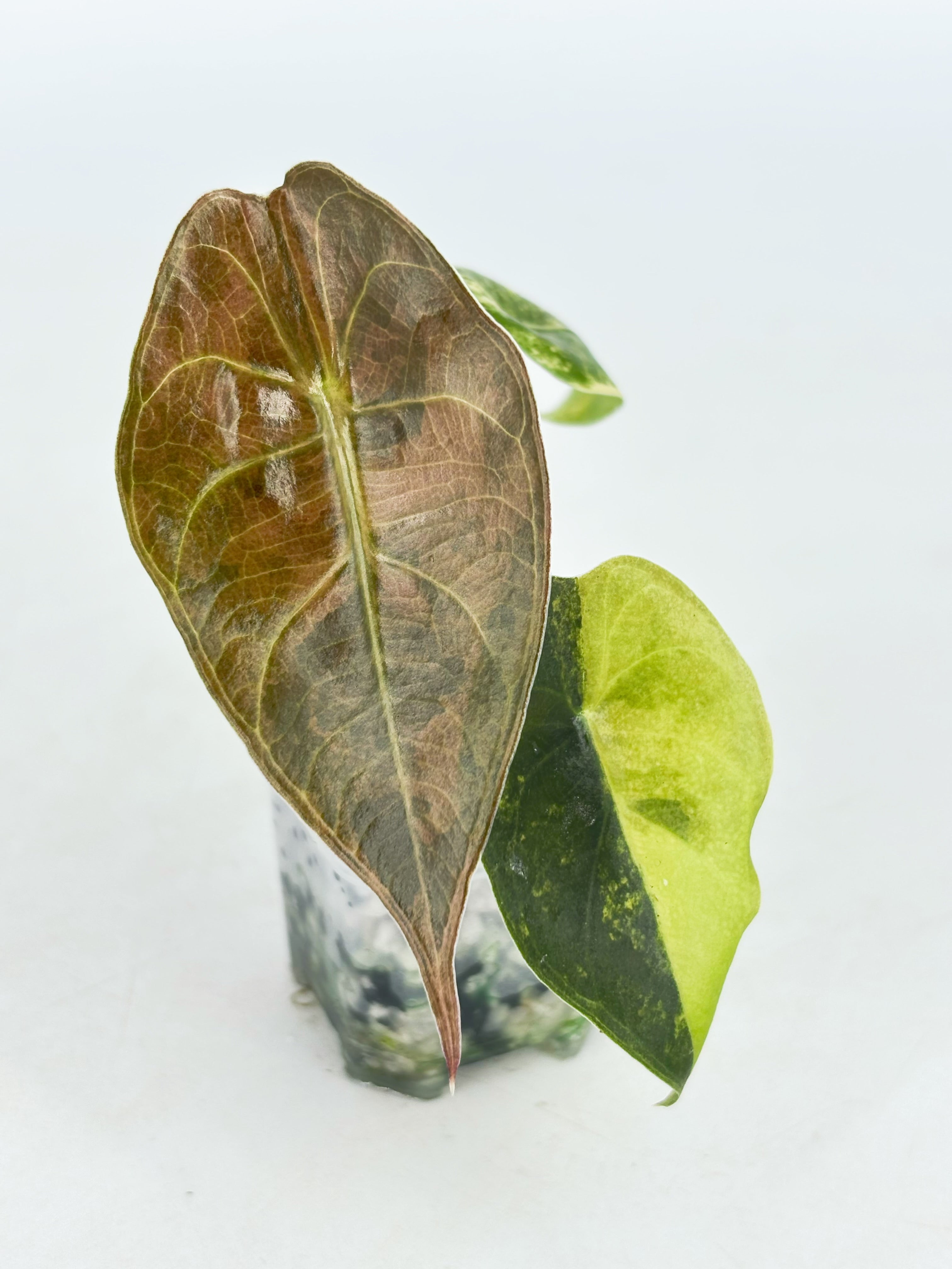 Alocasia Sedenii Aurea@BC Warehouse