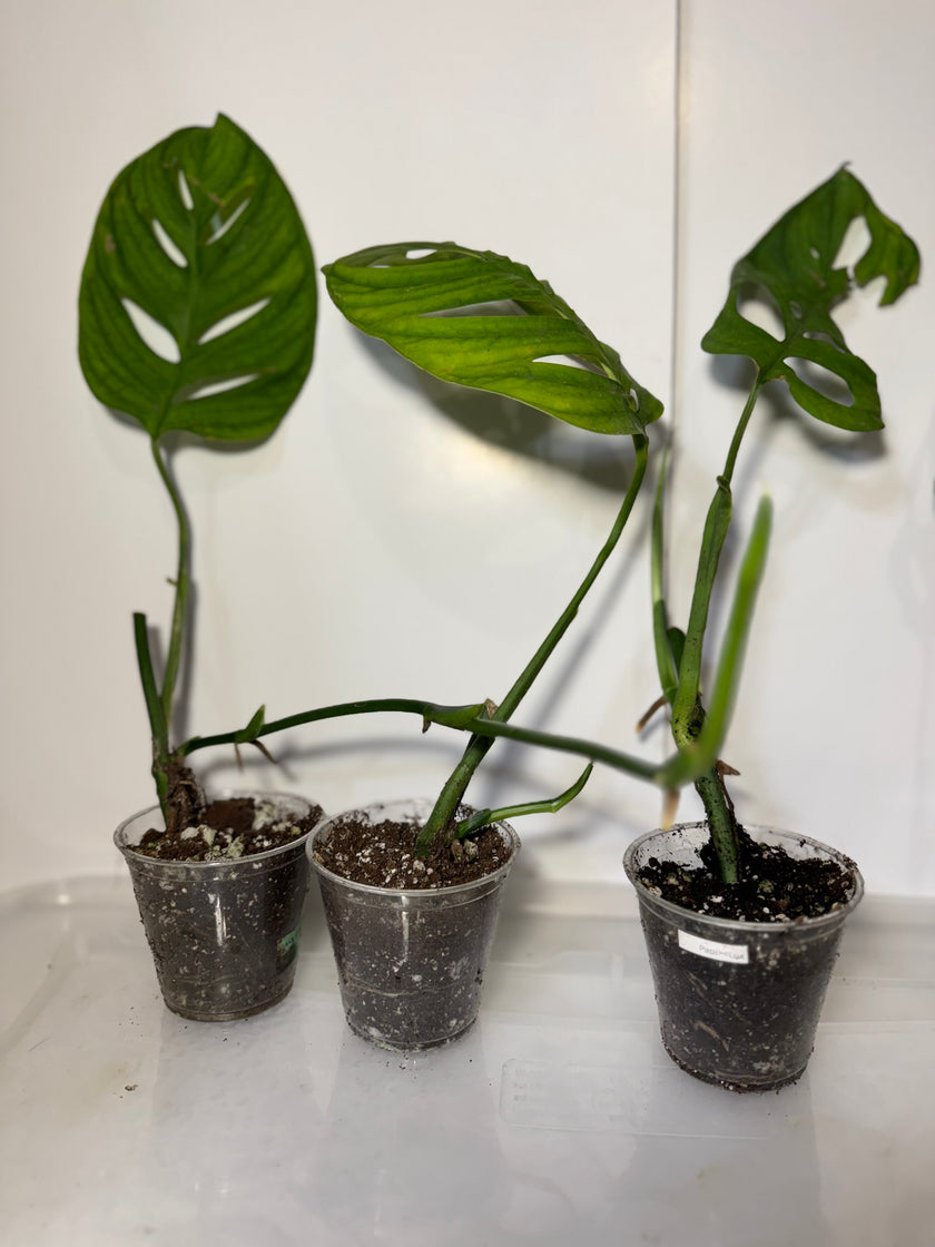 Monstera Esqueleto *Multiple Available Random Selection*