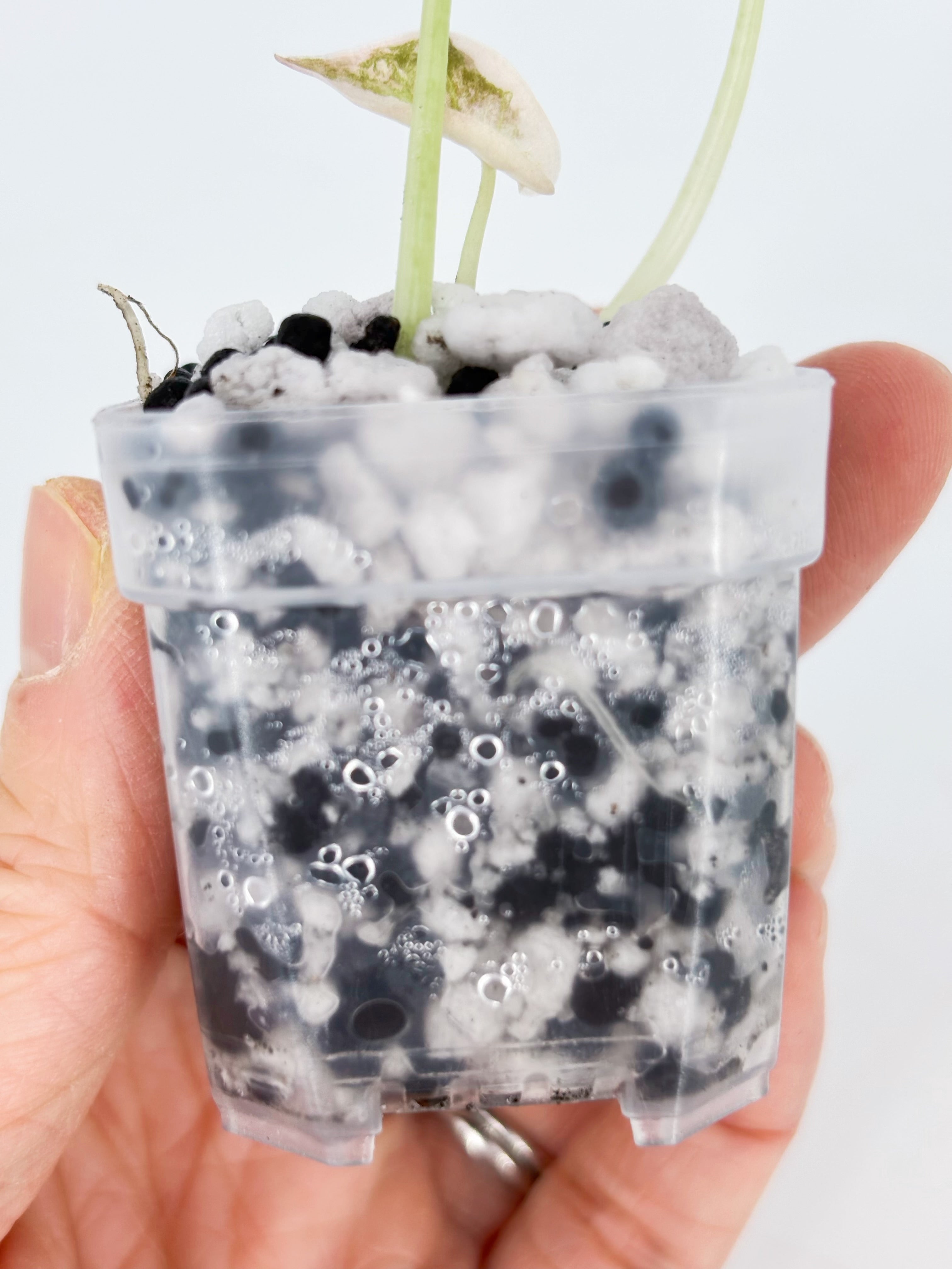 *Grower’s Choice* Alocasia Cuprea -Super Pink