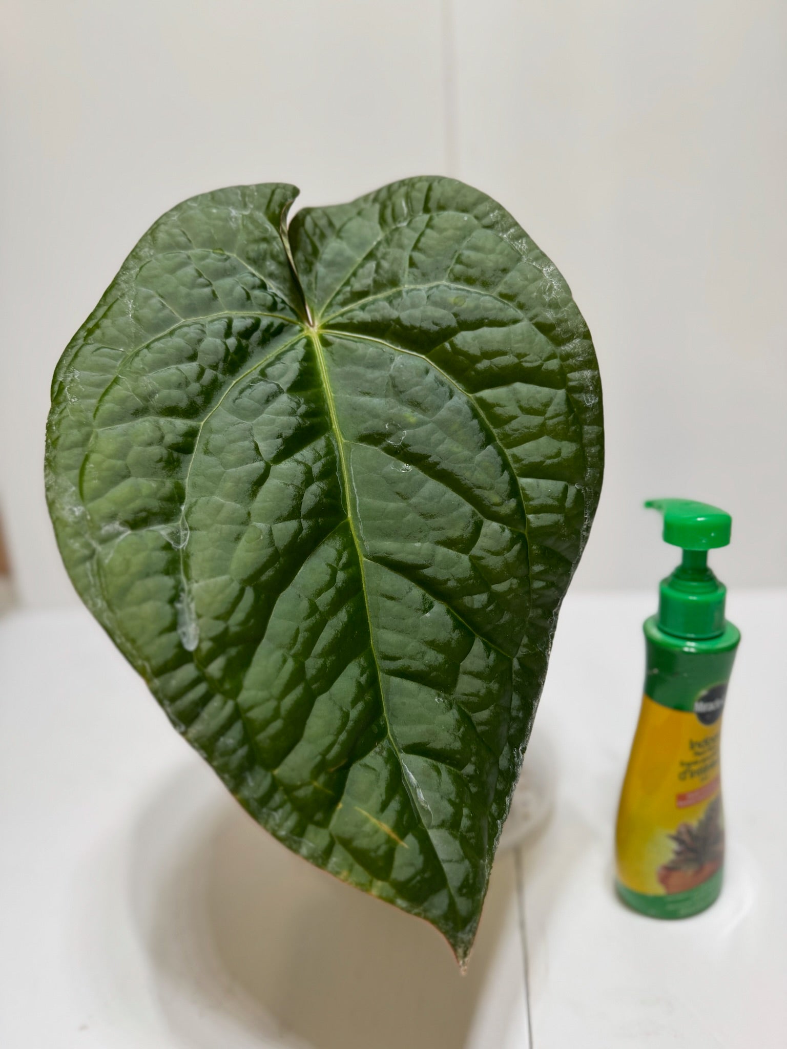 Anthurium Lux x Dark Crystallinum XL