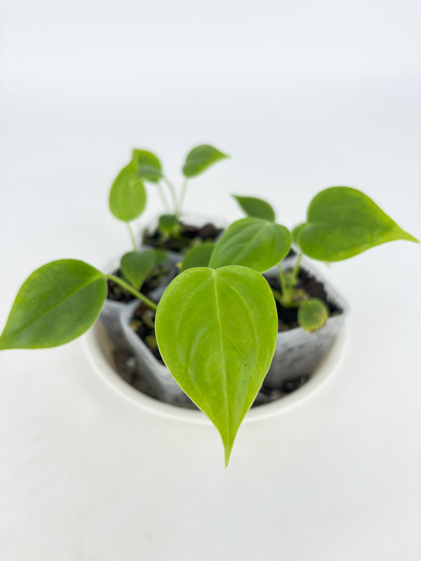 *Grower’s Choice* Anthurium Veitchii Self @BC Warehouse