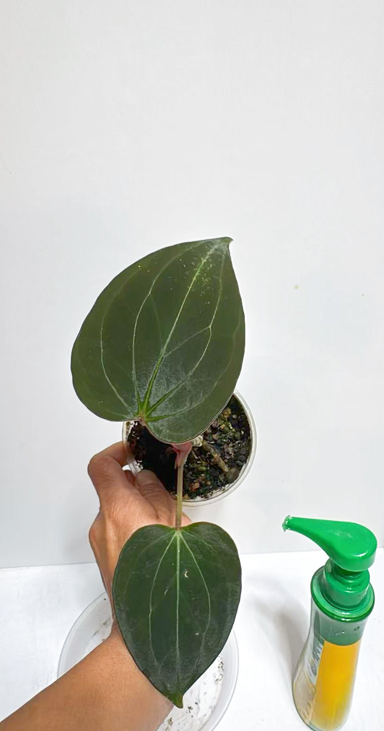 Anthurium King of Spades KOS@Markham Warehouse
