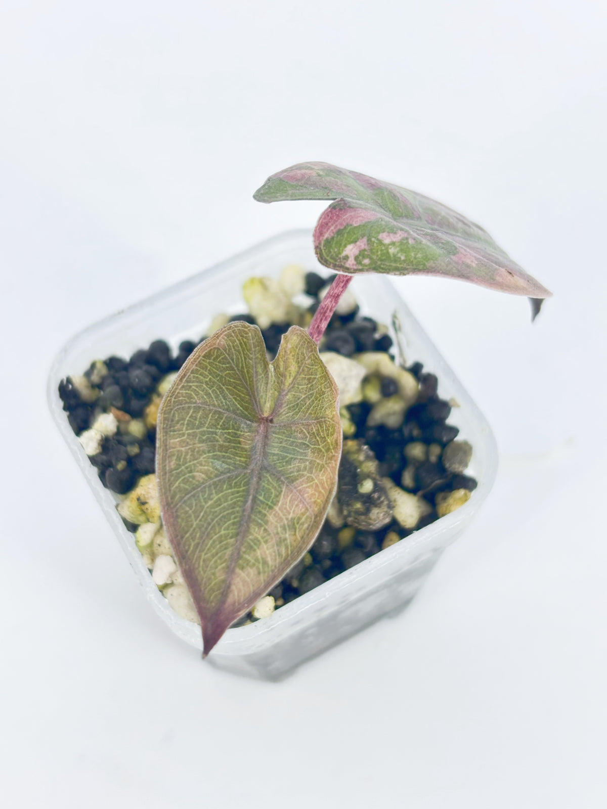 Alocasia Yucatan Princess Albo@BC Warehouse