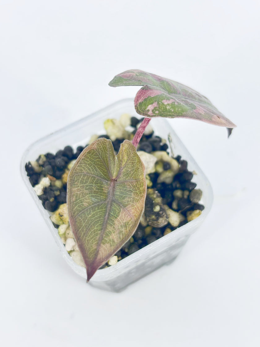 Alocasia Yucatan Princess Albo@BC Warehouse