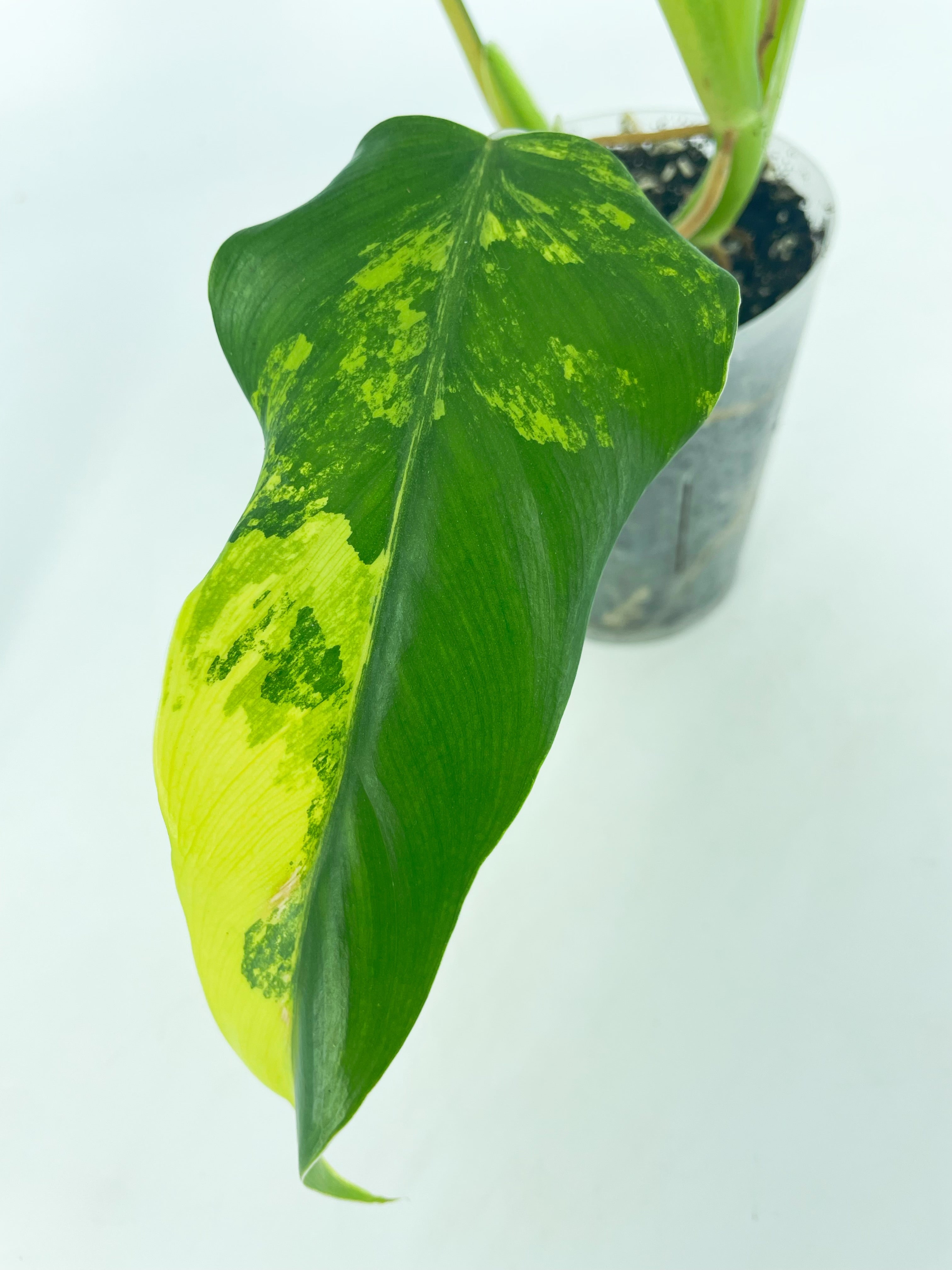 Philodendron Domesticum Var