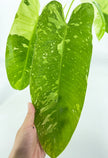 Philodendron Jose Buno XL *Pick up& Local Delivery Only*