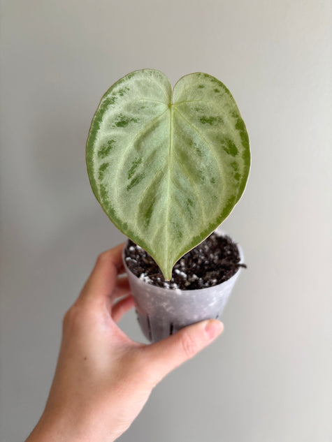 *Ultra Select* Anthurium Silver Blush -acclimated to 50% RH