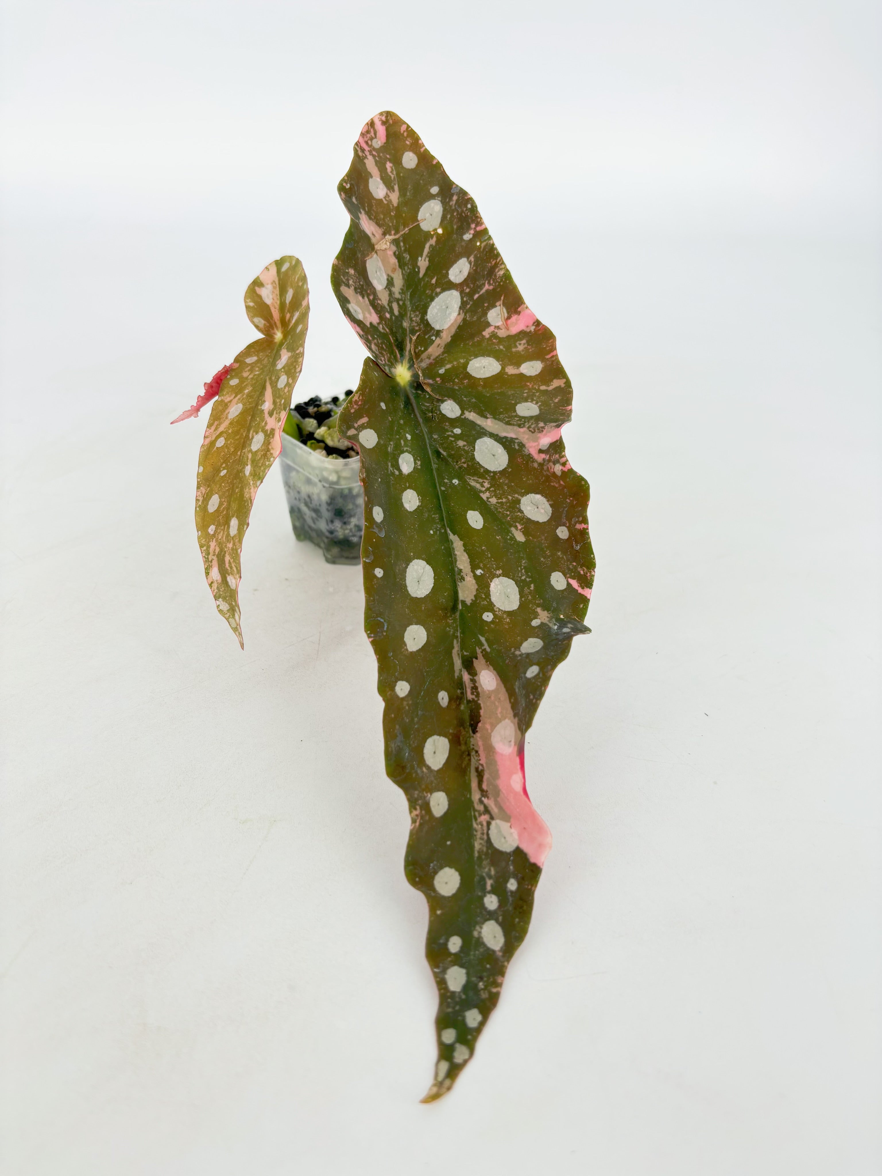 Begonia Maculata Pink@BC Warehouse