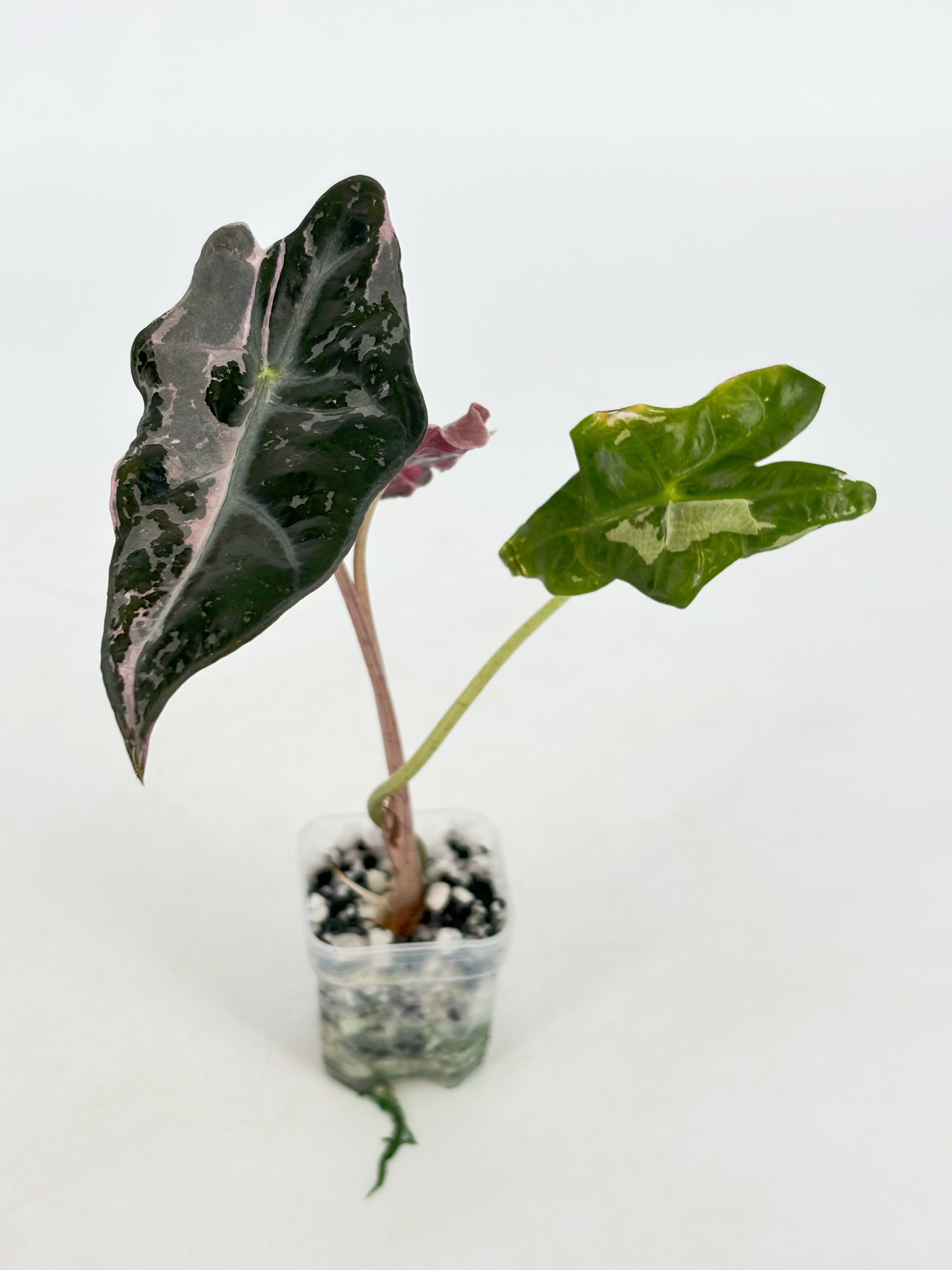 Alocasia Nobilis Pink K form@BC Warehouse