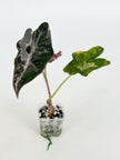 Alocasia Nobilis Pink K form@BC Warehouse
