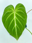 Philodendron Gloriosum