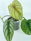 Philodendron Silver Mamei