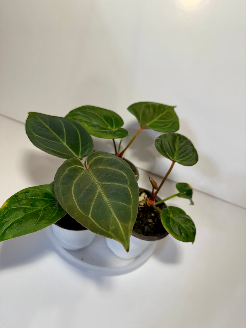 Anthurium King of Spades (KOS) *Multiple Available Random Selection*