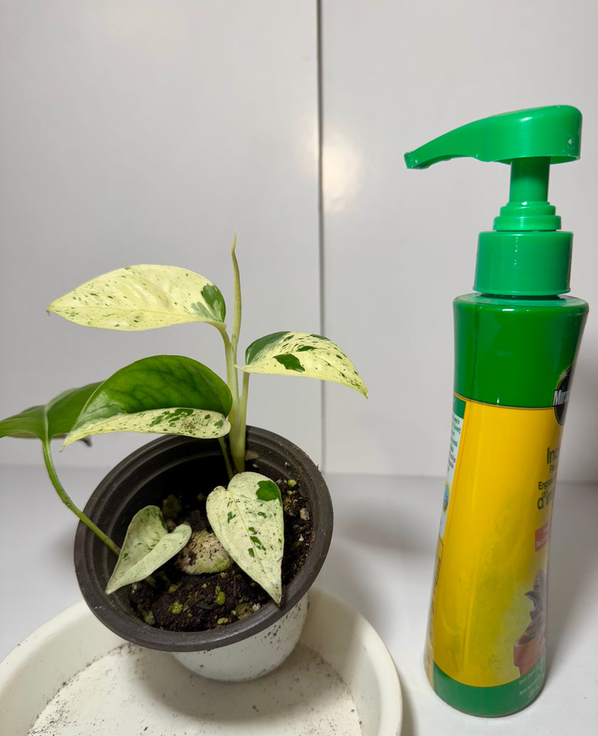 *Grower’s Choice* Epipremnum Pinnatum Marble