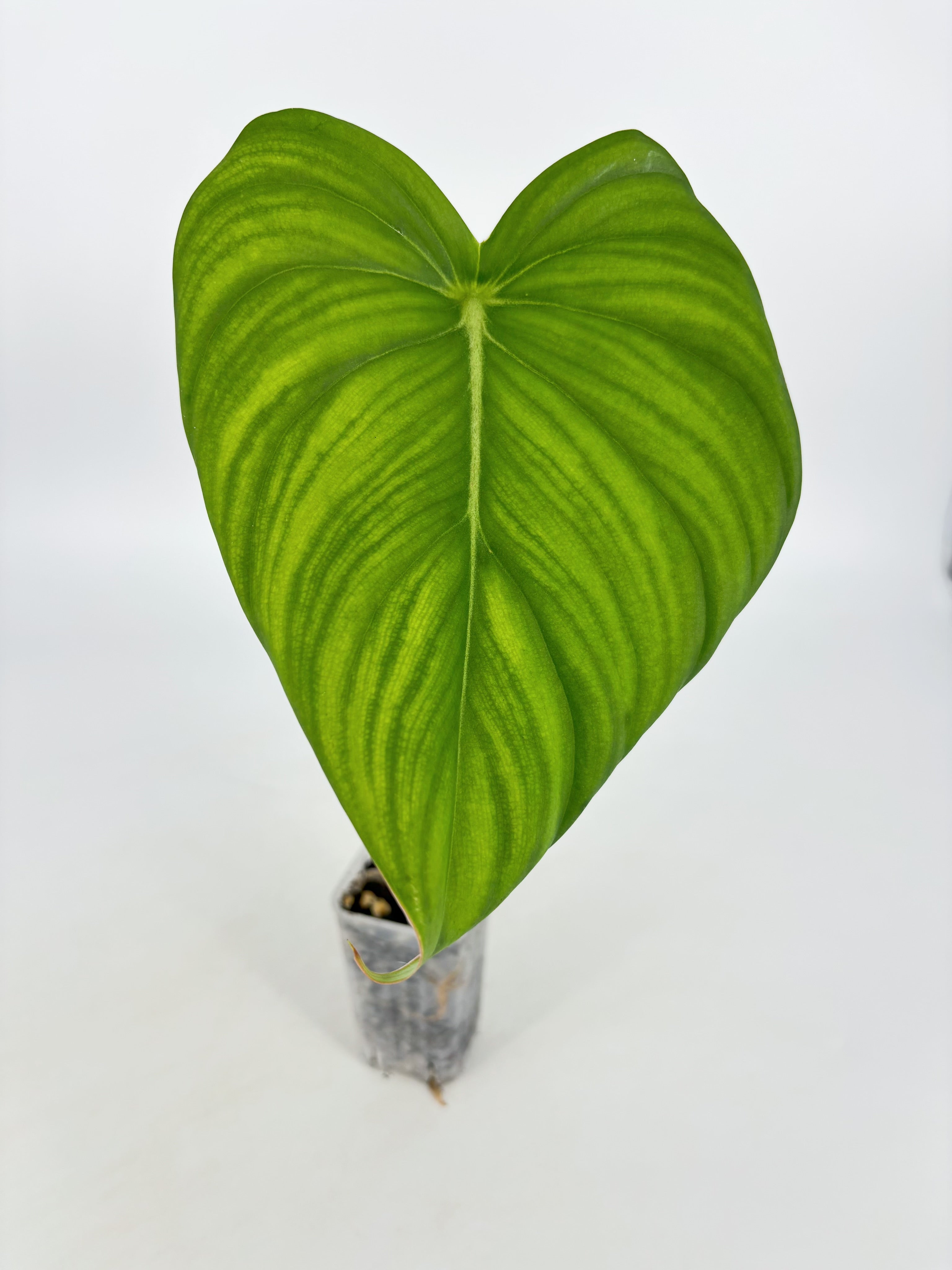 Philodendron McDowell XL @BC Warehouse *Pick Up Only*