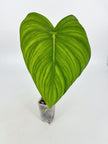 Philodendron McDowell XL @BC Warehouse *Pick Up Only*