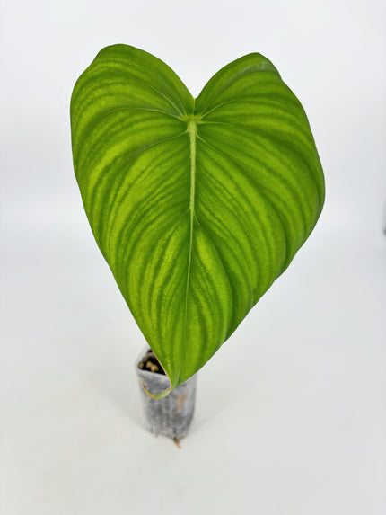 Philodendron McDowell XL @BC Warehouse *Pick Up Only*