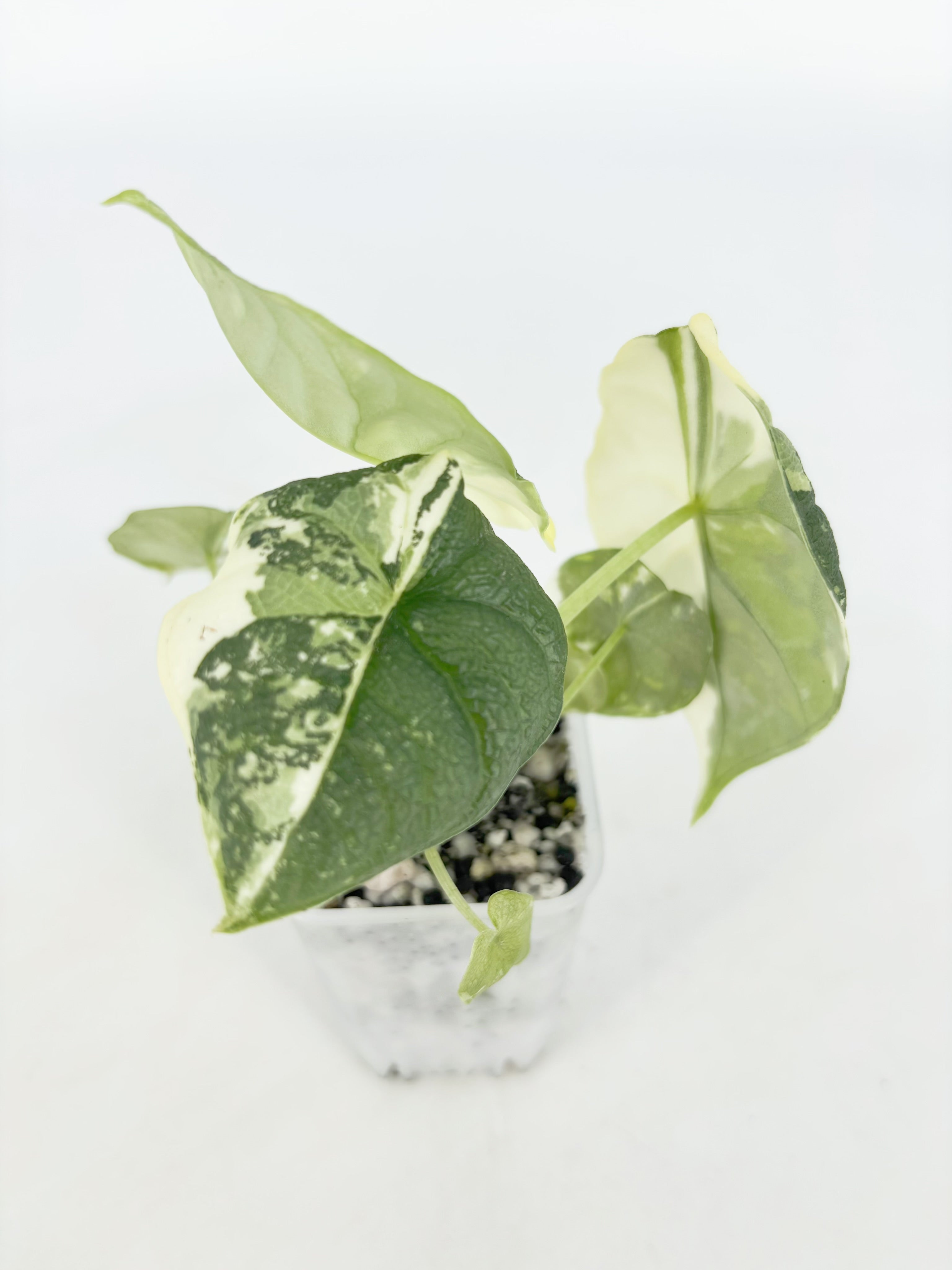 Alocasia Melo Albo@BC Warehouse