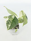 Alocasia Melo Albo@BC Warehouse
