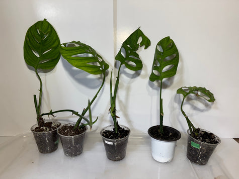 Monstera Esqueleto *Multiple Available Random Selection*