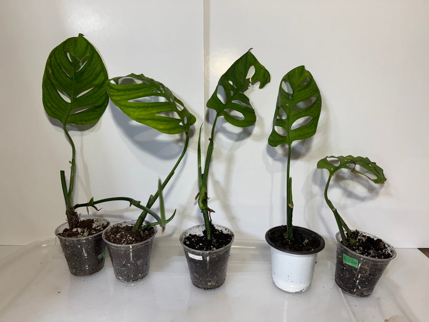 Monstera Esqueleto *Multiple Available Random Selection*