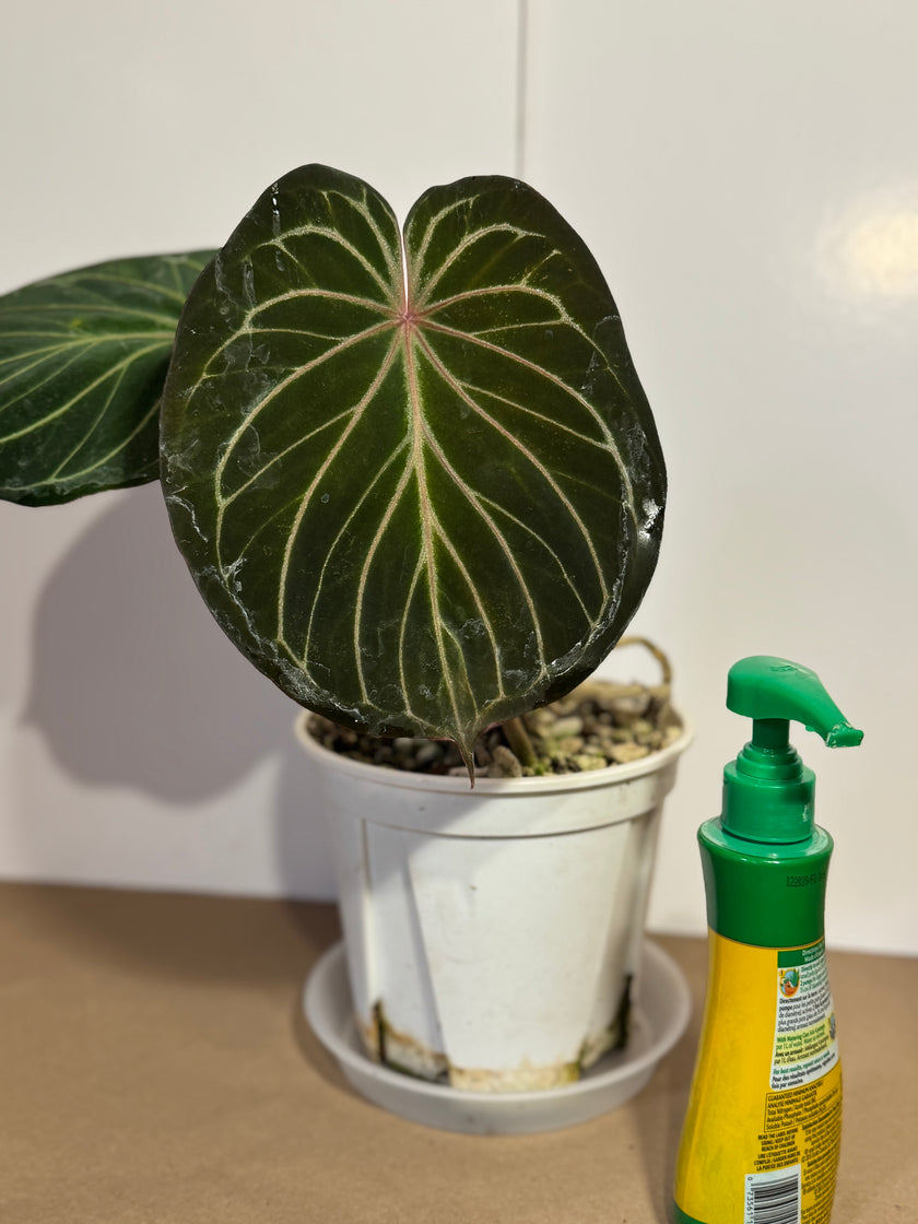 *Grower’s Choice* Anthurium King of Spades KOS XL (pick up&local delivery only)