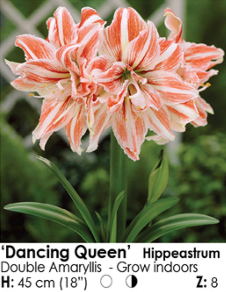 Dancing Queen Amaryllis Bulb