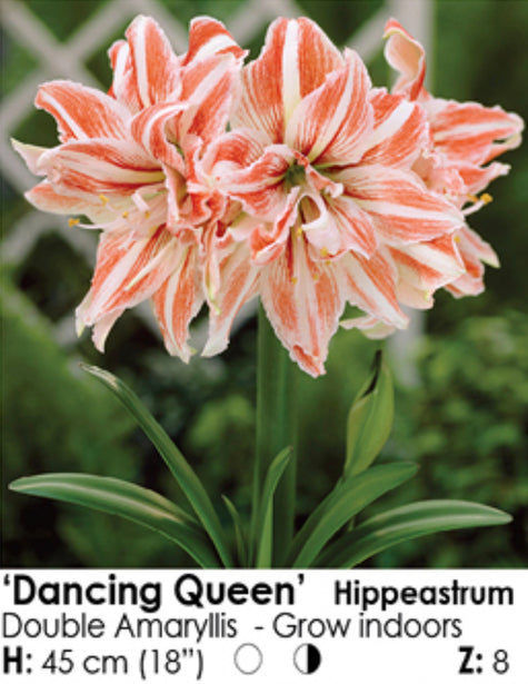 Dancing Queen Amaryllis Bulb