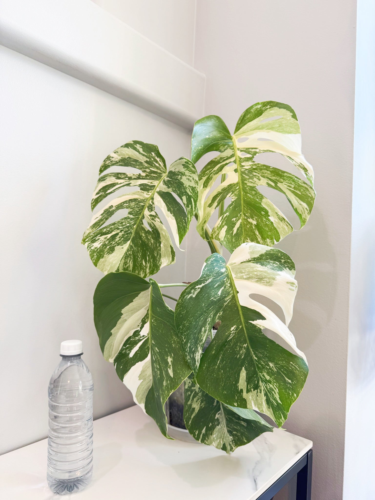 Monstera Albo Holland @ON Warehouse *Pick Up &GTA Delivery Only*