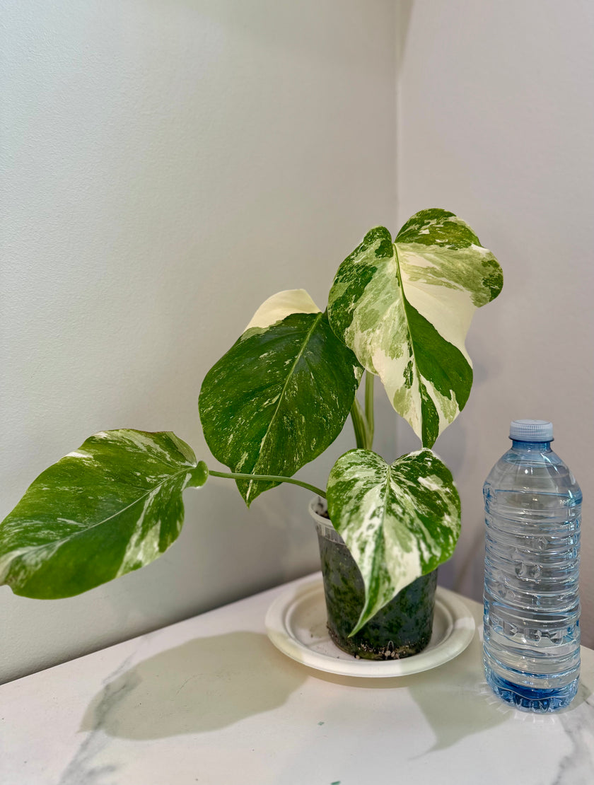 Monstera Albo