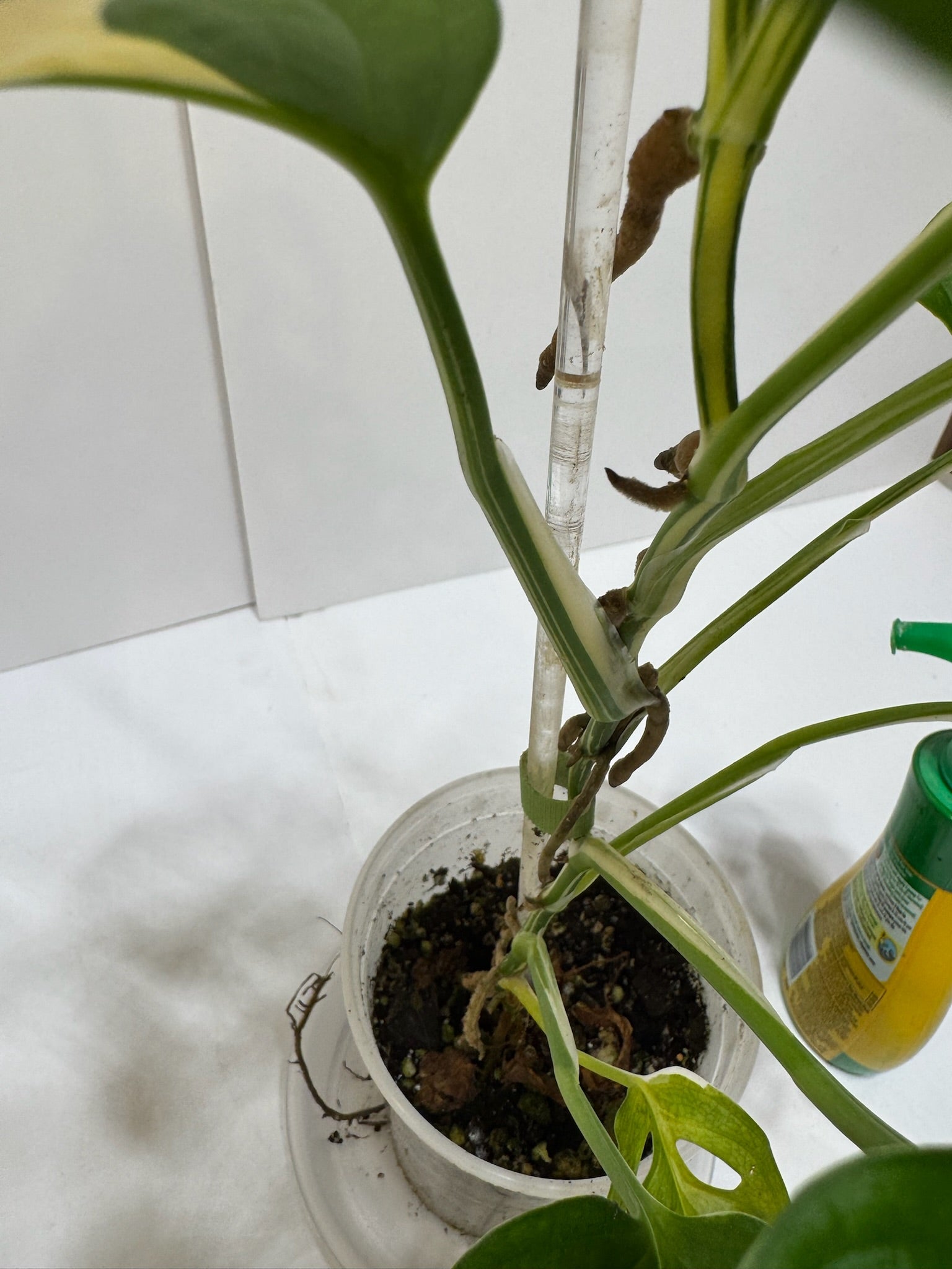 Monstera Adansonii Japanese Tricolor