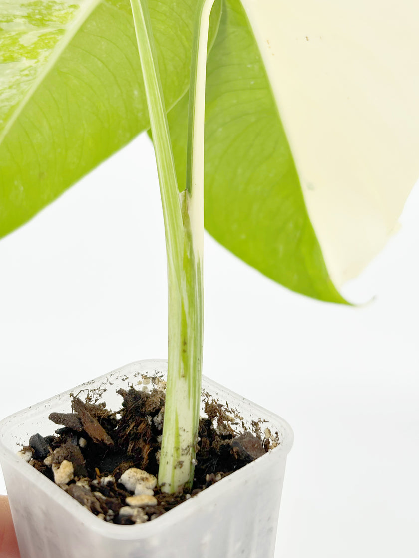 Monstera Albo @BC Warehouse