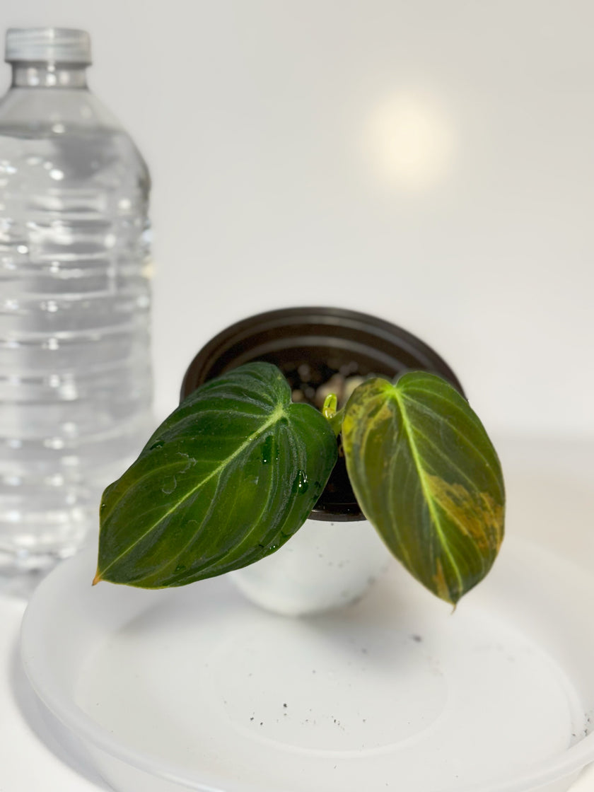 Philodendron Melanochrysum Variegated -E