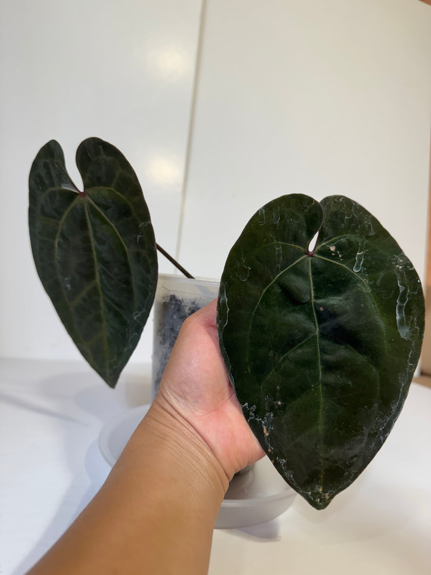 Anthurium Ace of Spades (Tezula dark form)