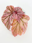 Begonia Lamoon@BC Warehouse *Shipping on hold during winter*