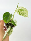 Rare Plant Starter Box @BC Warehouse Local Pick Up & Delivery Only