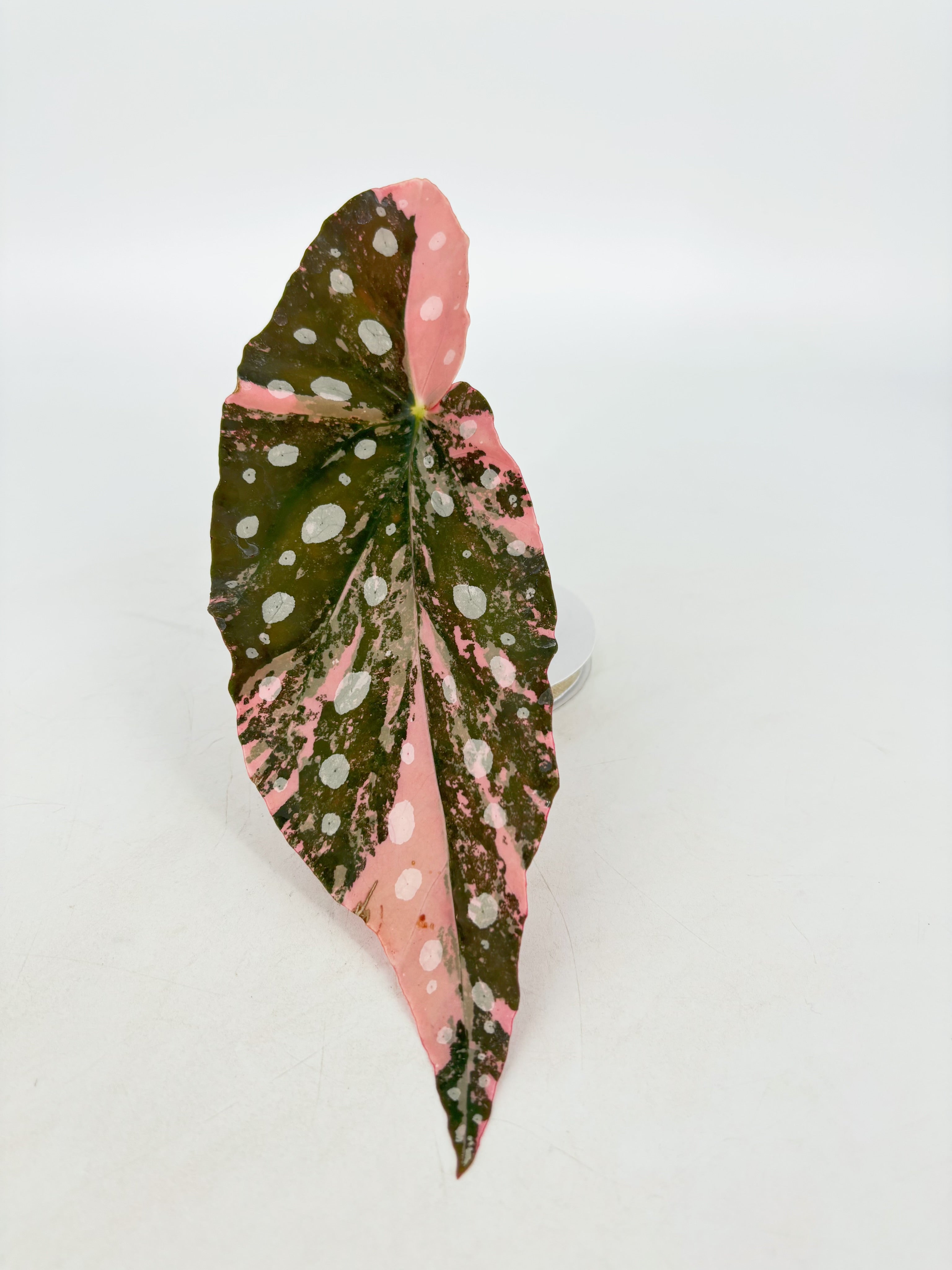 Begonia Maculata Pink XL@BC Warehouse