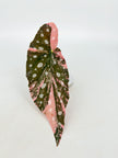 Begonia Maculata Pink XL@BC Warehouse