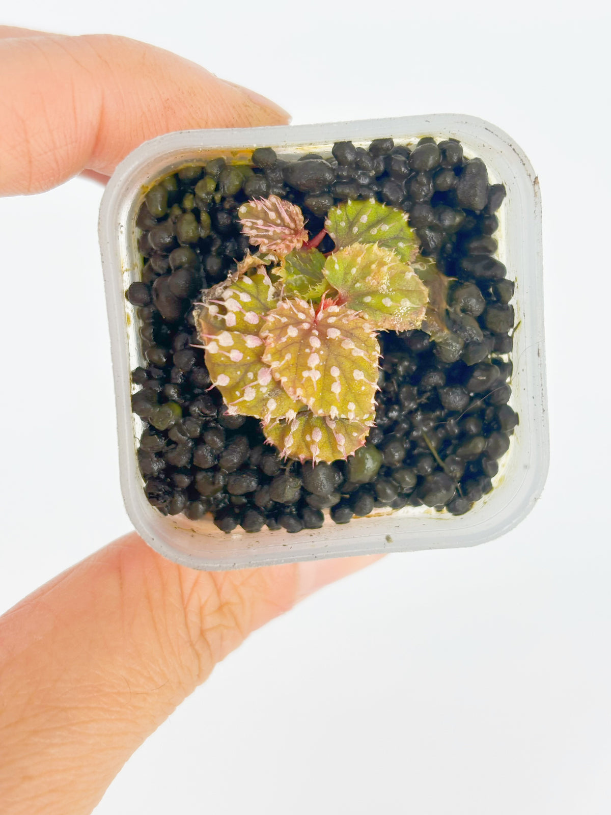 Begonia Pink Urchin@BC Warehouse