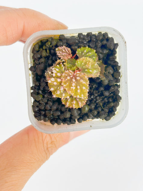 Begonia Pink Urchin@BC Warehouse