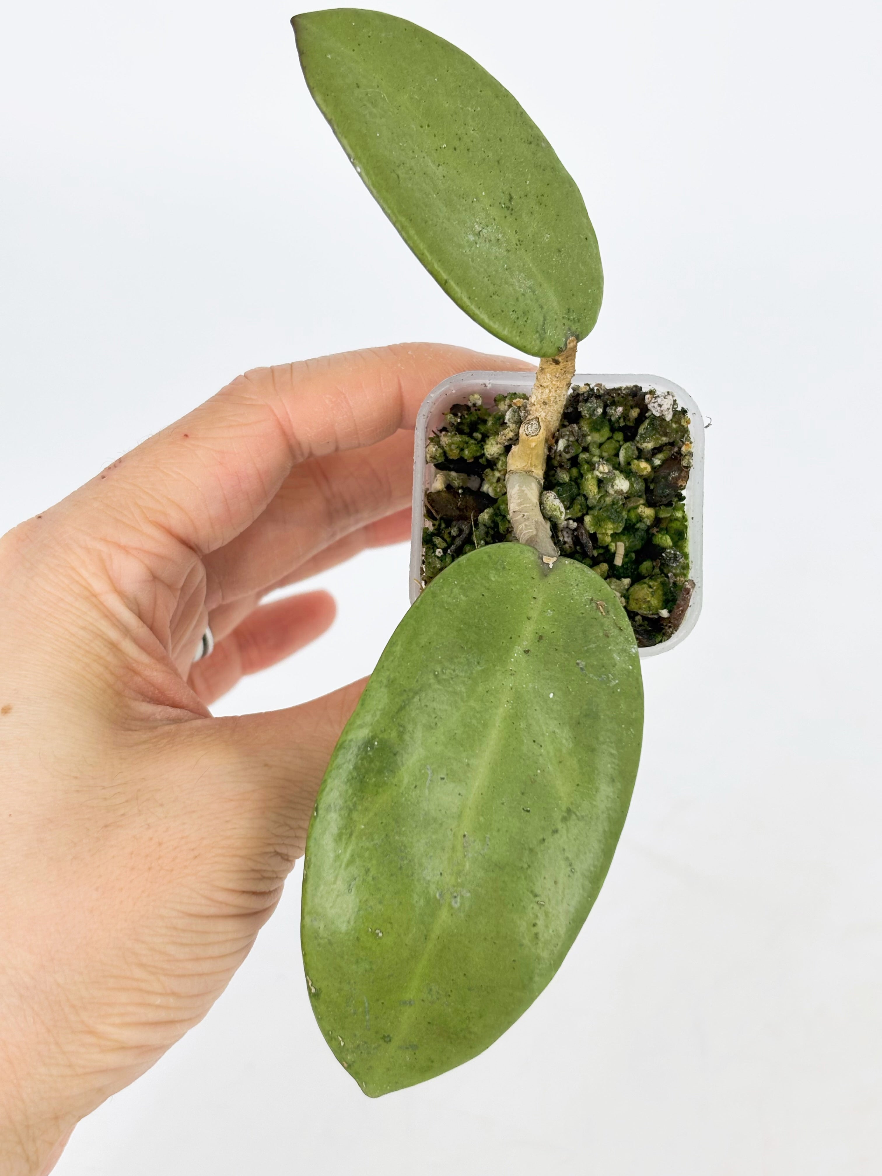 Hoya Combo (Silver Dollar & Polyneura outer variegated)