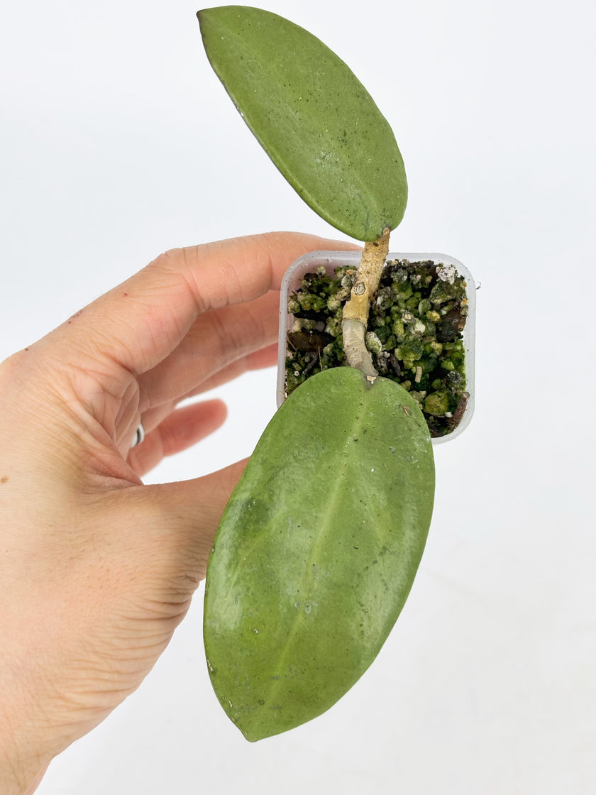 Hoya Combo (Silver Dollar & Polyneura outer variegated)