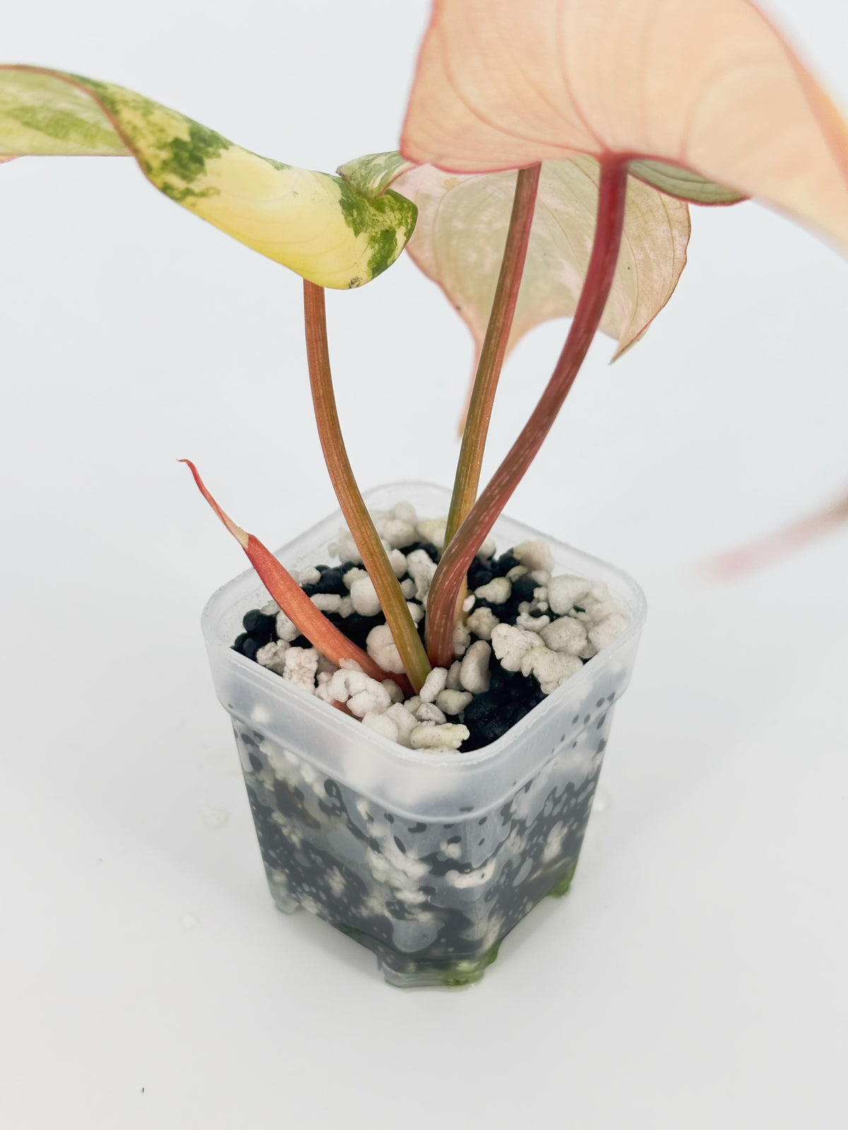 Philodendron Gloriosum Tricolor@BC Warehouse