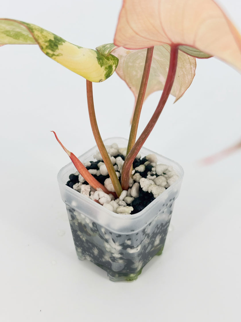 Philodendron Gloriosum Tricolor@BC Warehouse