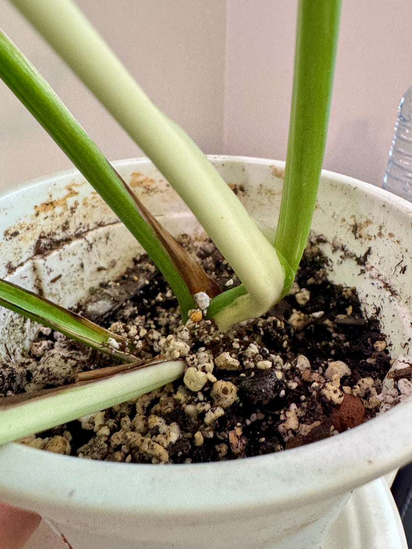 Monstera Albo -Japanese