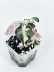 Heart Ballon Albo/Pink var@BC Warehouse