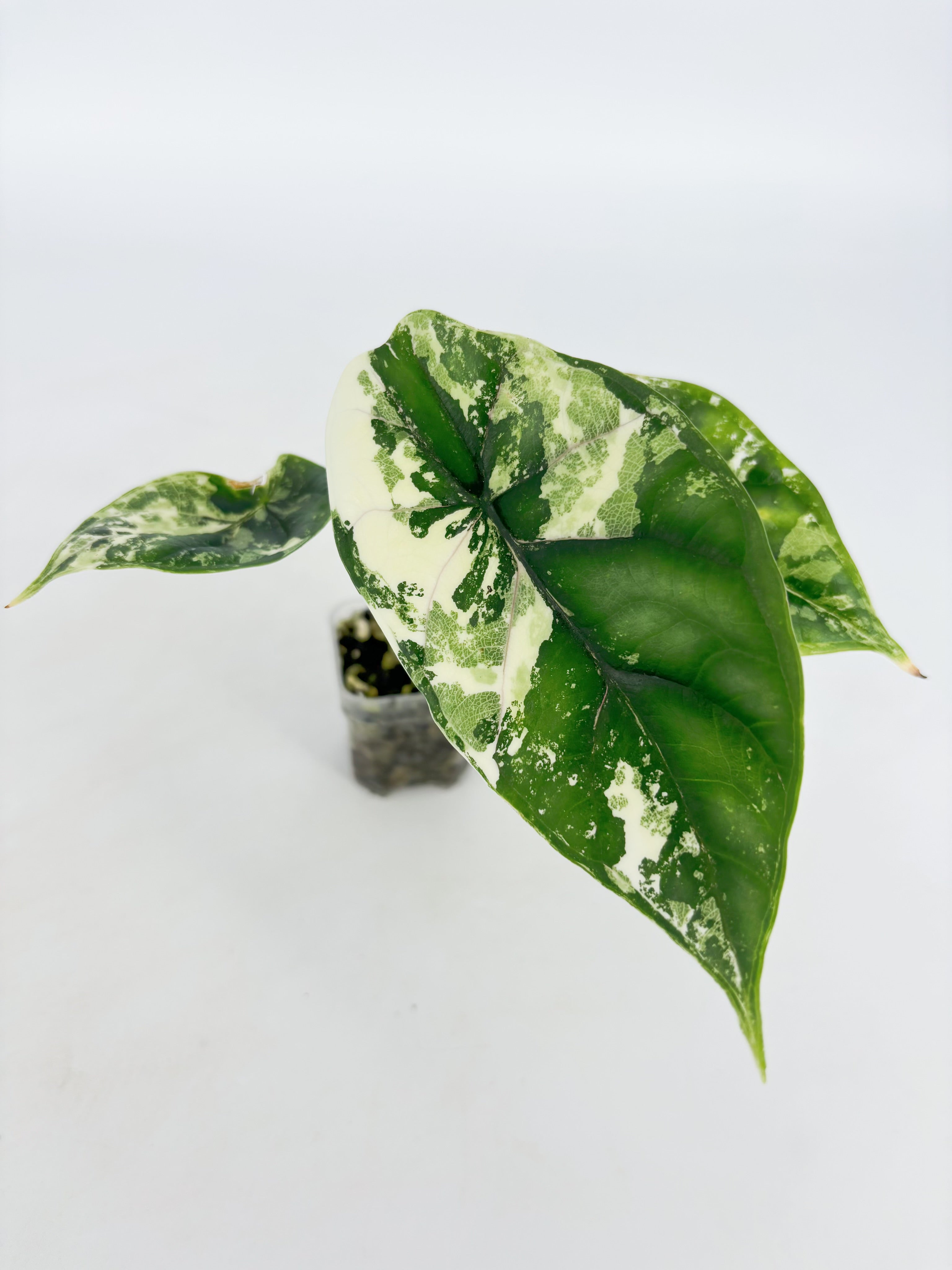 Alocasia Dragon Scale Albo@BC Warehouse