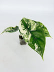 Alocasia Dragon Scale Albo@BC Warehouse