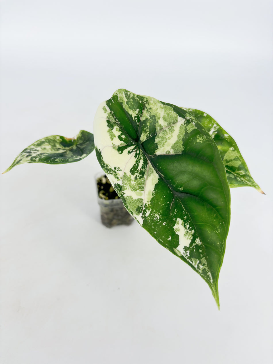 Alocasia Dragon Scale Albo@BC Warehouse